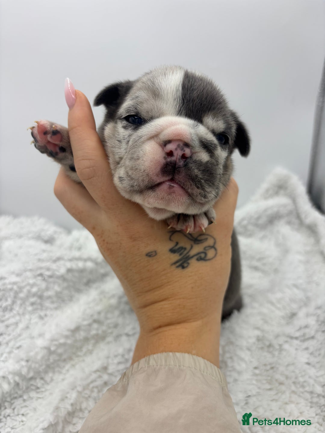 English Bulldog dogs for sale: 10 British Bulldog puppies 🐶  - Image 7