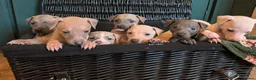 Italian Greyhound dogs for sale: Beautiful IGGY Puppies  - Advert 9
