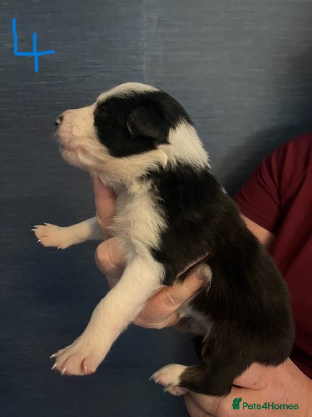 Border Collie dogs for sale: Border Collie Puppies - Image 12