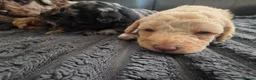 Labradoodle dogs for sale: Miuature labradoodle puppies - Advert 11