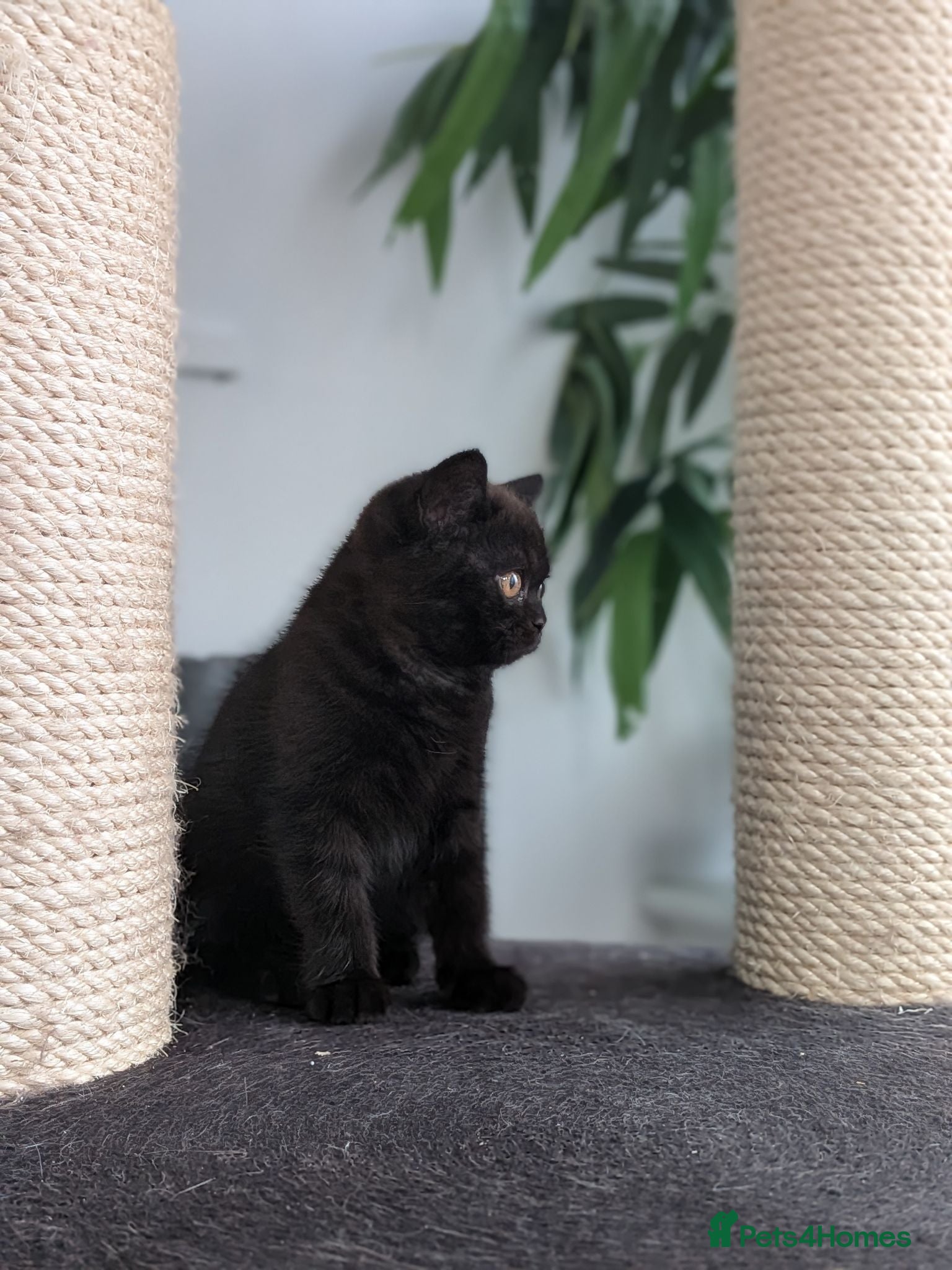 British Shorthair cats GCCF Registered Kittens  - Advert 1
