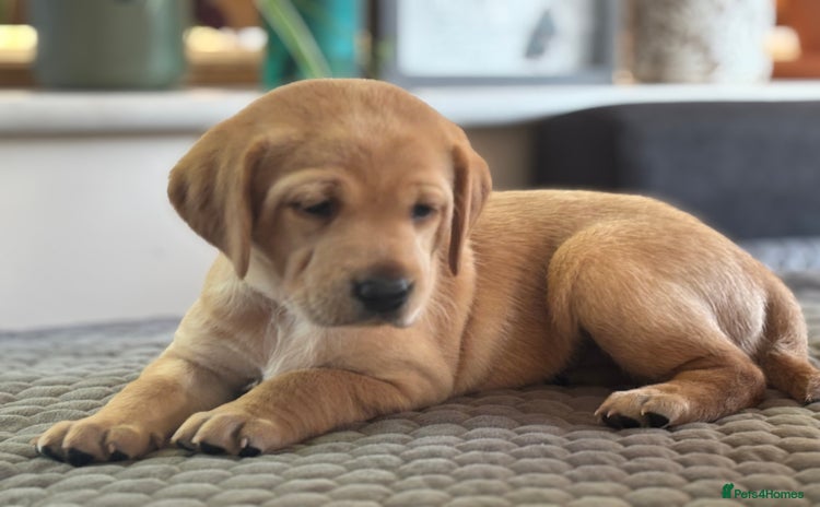 Labrador Retriever dogs - Advert 5