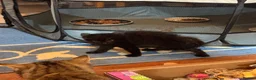 Domestic Shorthair cats for sale: Kittens for sale - Advert 4