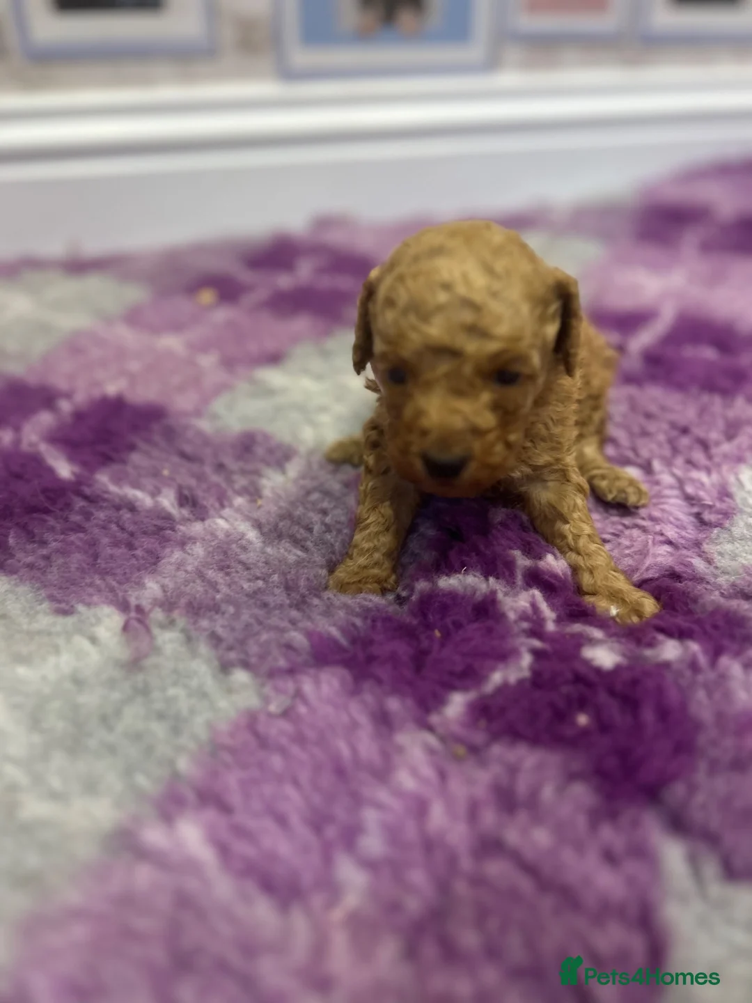 Poodle dogs for sale: Home bred miniature poodles ready too leave us  - Advert 22