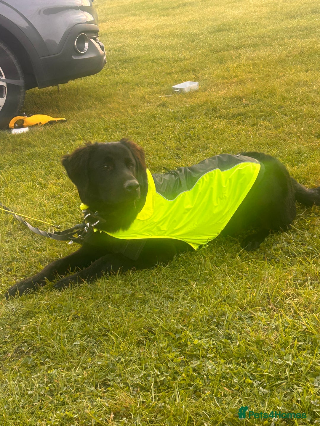 Mixed Breed dogs for sale: Border collie for sale - Advert 4