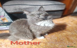 Ragcoon cats for sale: Amazing ragcoon kittens looking for lovely home  - Image 24