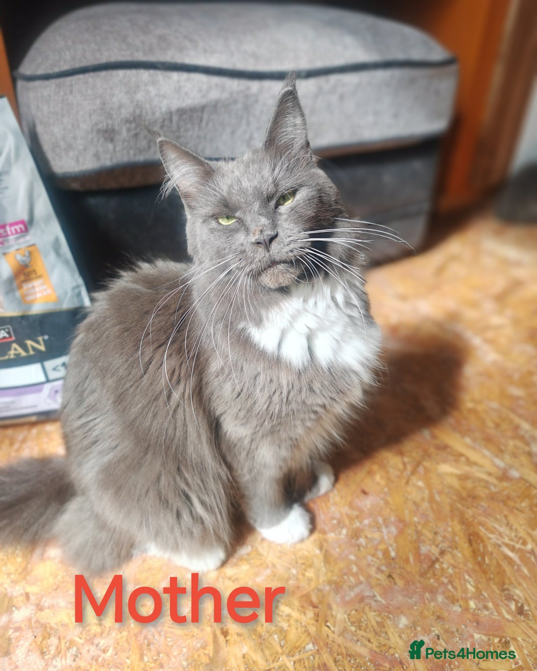 Ragcoon cats for sale: Amazing ragcoon kittens looking for lovely home  - Image 24