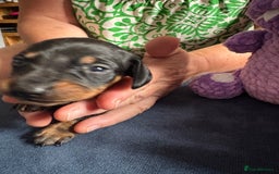 Miniature Dachshund dogs for sale: Miniature smooth haired dachshund  - Image 17