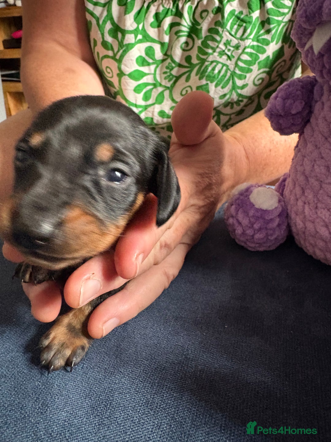 Miniature Dachshund dogs for sale: Miniature smooth haired dachshund  - Image 17