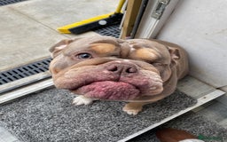 English Bulldog dogs for sale: Lilac & Tan English Bulldog 3 Yr Old MALE - Image 7