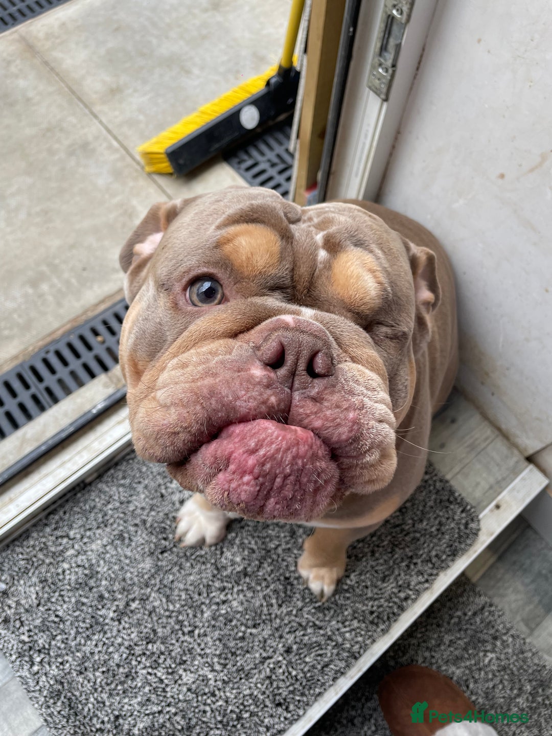 English Bulldog dogs for sale: Lilac & Tan English Bulldog 3 Yr Old MALE - Image 7