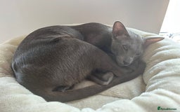 Oriental cats for sale: Oriental and Siamese cats for adoption - Image 6