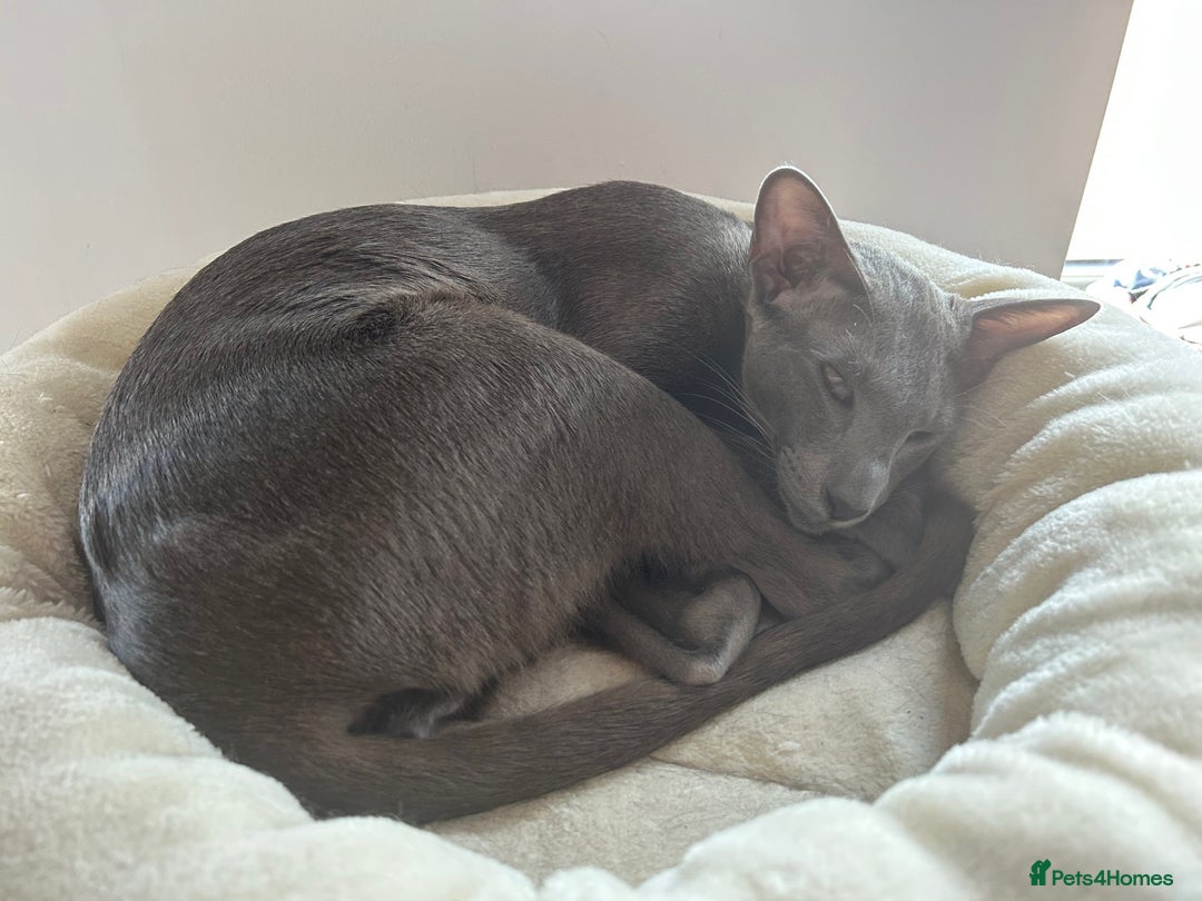 Oriental cats for sale: Oriental and Siamese cats for adoption - Image 6