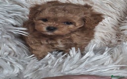 Cavapoochon dogs for sale: Top quality cavapoochons - Image 11