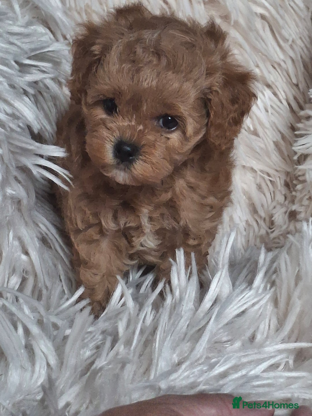 Cavapoochon dogs for sale: Top quality cavapoochons - Image 11