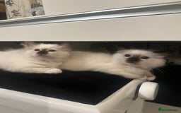 Birman cats for sale: Lovely Birman kittens  - Image 16
