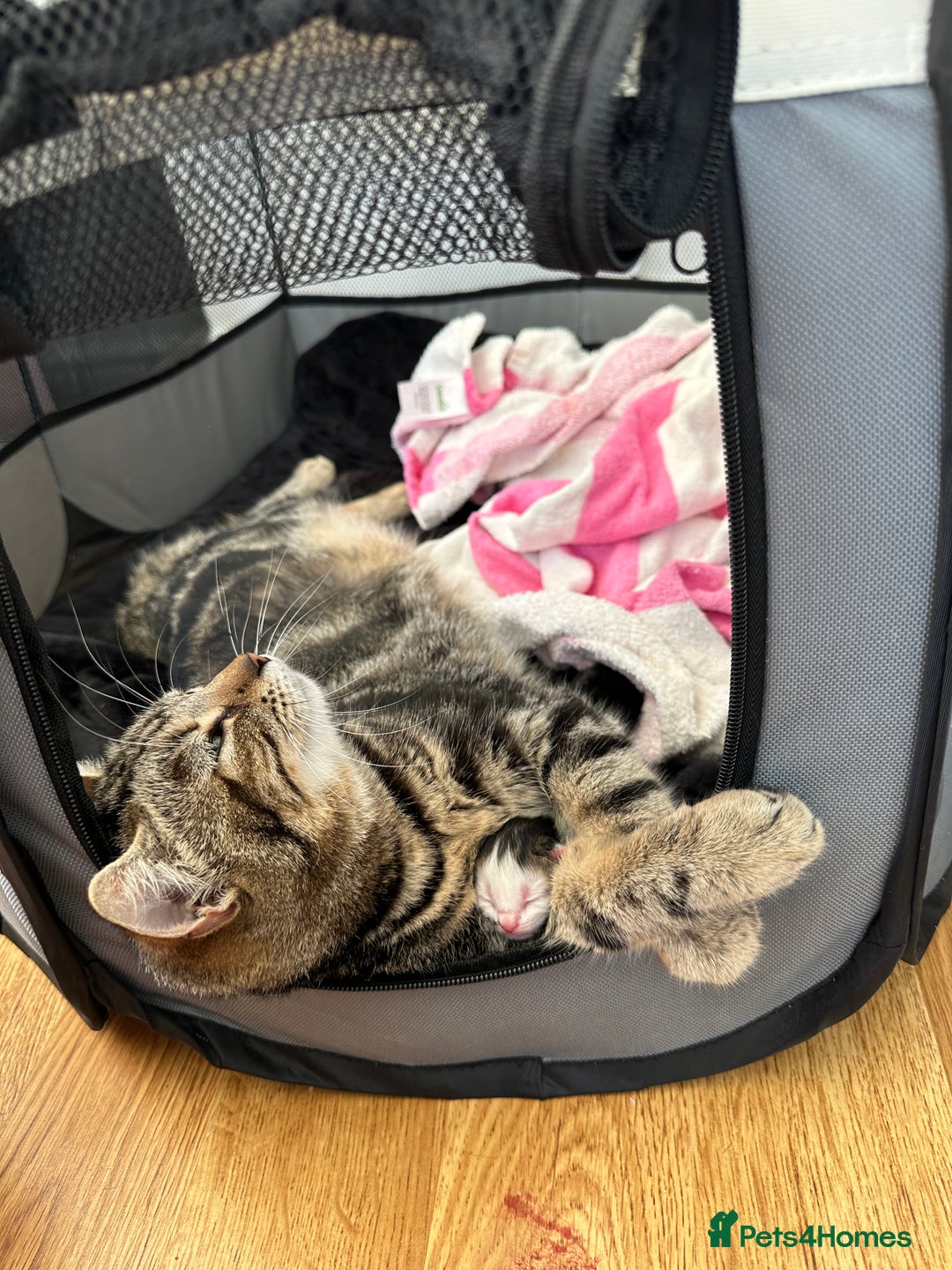 Mixed Breed cats for sale: Adorable mixed breed kittens for sale  - Image 31