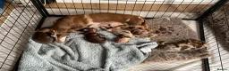 Miniature Dachshund dogs for sale: Gorgeous dachshund puppies  - Advert 2