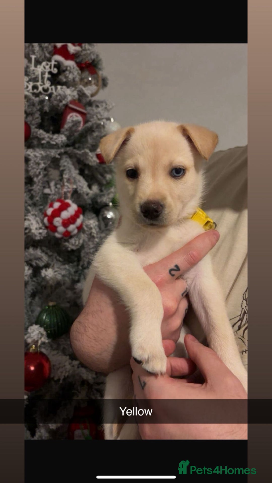 Mixed Breed dogs for sale: 8 gorgeous Huskador puppies for sale  - Advert 9