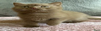 British Shorthair 2