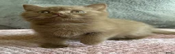 British Shorthair cats for sale: Adorable cinnamon British shorthair boy - Advert 3