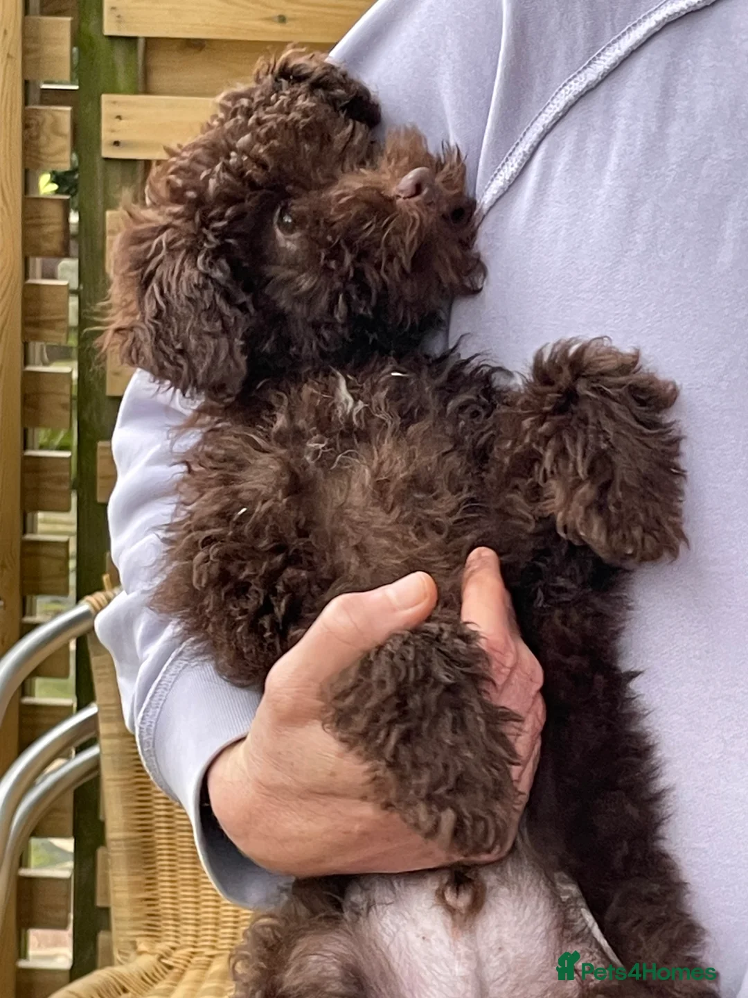 Miniature Poodle dogs for sale: Adorable Miniature Poodle puppies  - Advert 9