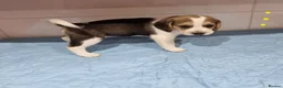 Beagle dogs for sale: Beagle  - Advert 9