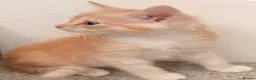 Siberian cats for sale: New imported lines Siberian kittens - Advert 6