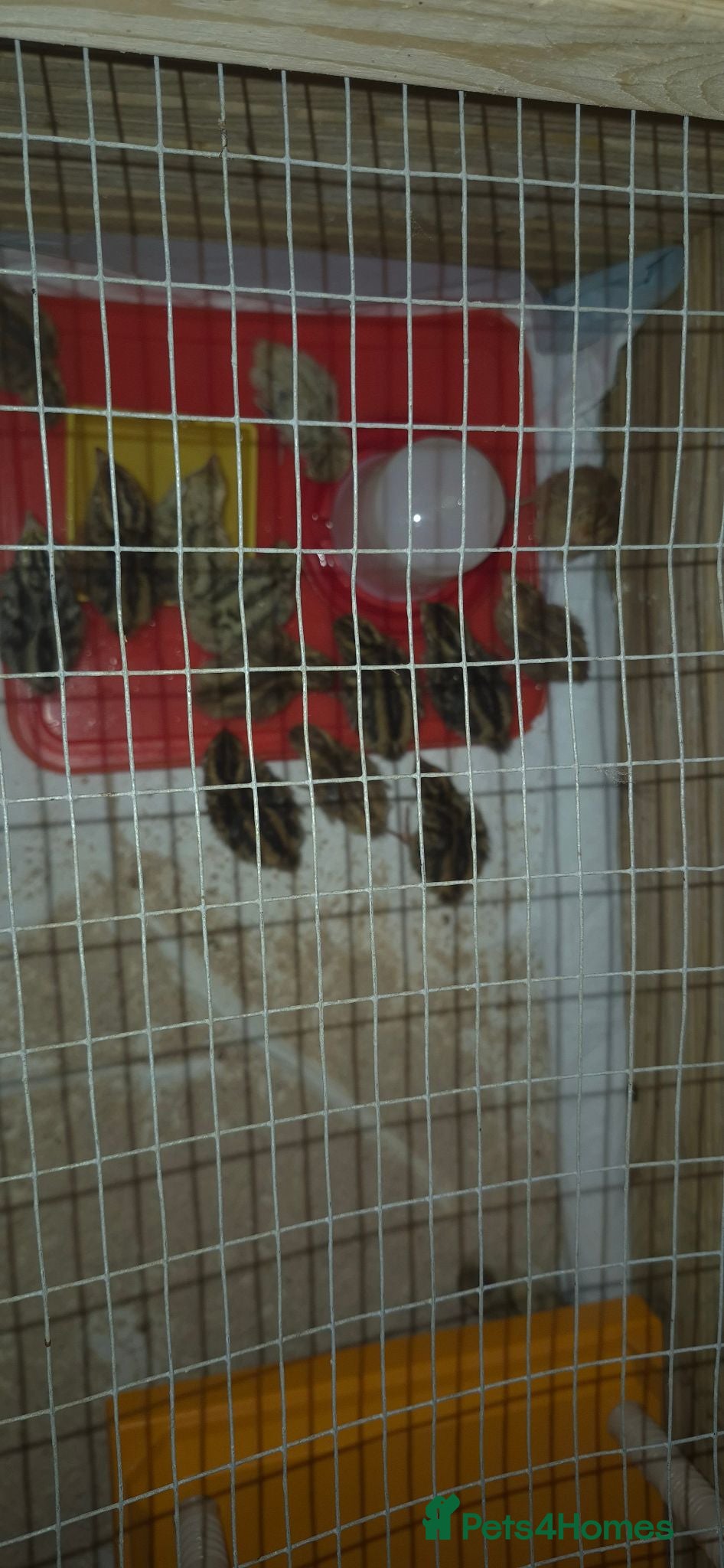 Quail poultry Baby Corturnix Quail chicks - Advert 6