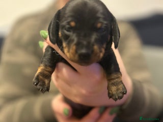 Miniature Dachshund dogs Beautiful miniature doxies - Advert 8