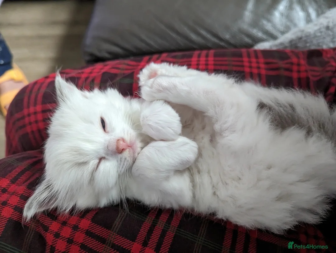 Ragdoll cats for sale: Gorgeous ragdoll kittens - Advert 1