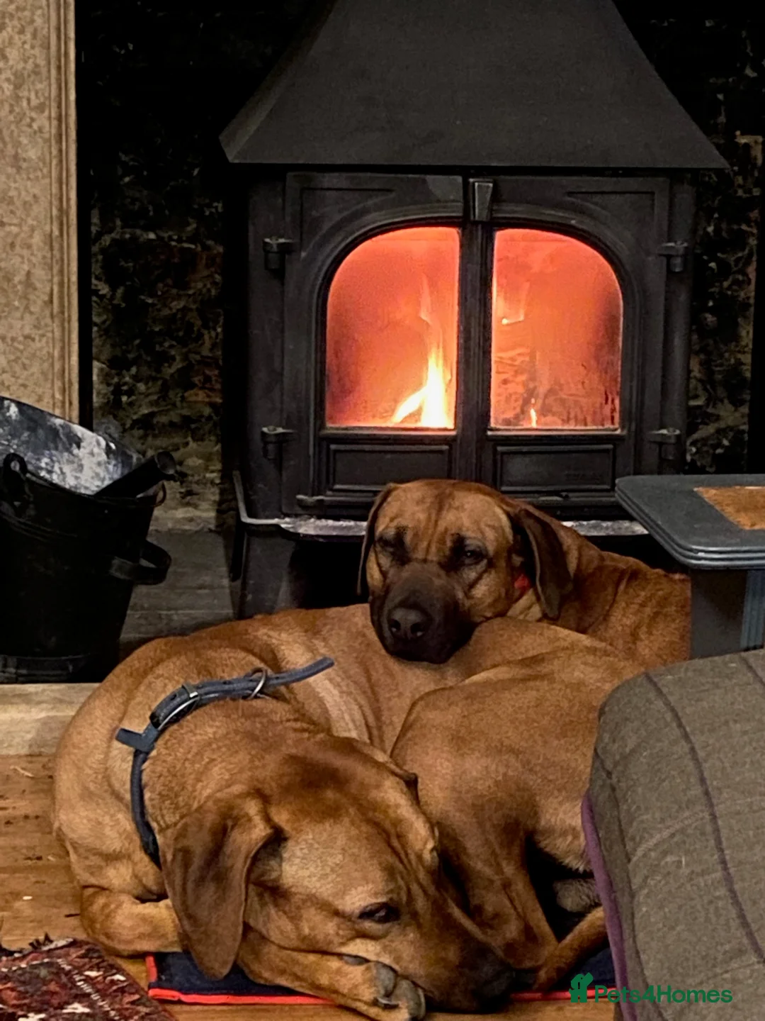 Rhodesian Ridgeback dogs for sale: Pedigree Rhodesian Ridgeback pups – Expected Soon - Advert 4