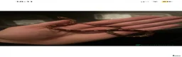 Corn Snake reptiles for sale: Baby Corn Snakes - Advert 4