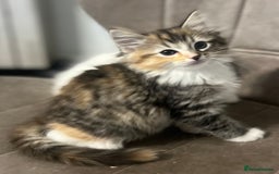 Ragdoll cats for sale: Ragdolls kittens  - Image 22