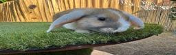 Mixed Breed rabbits for sale: Rabbits for sale - Advert 2