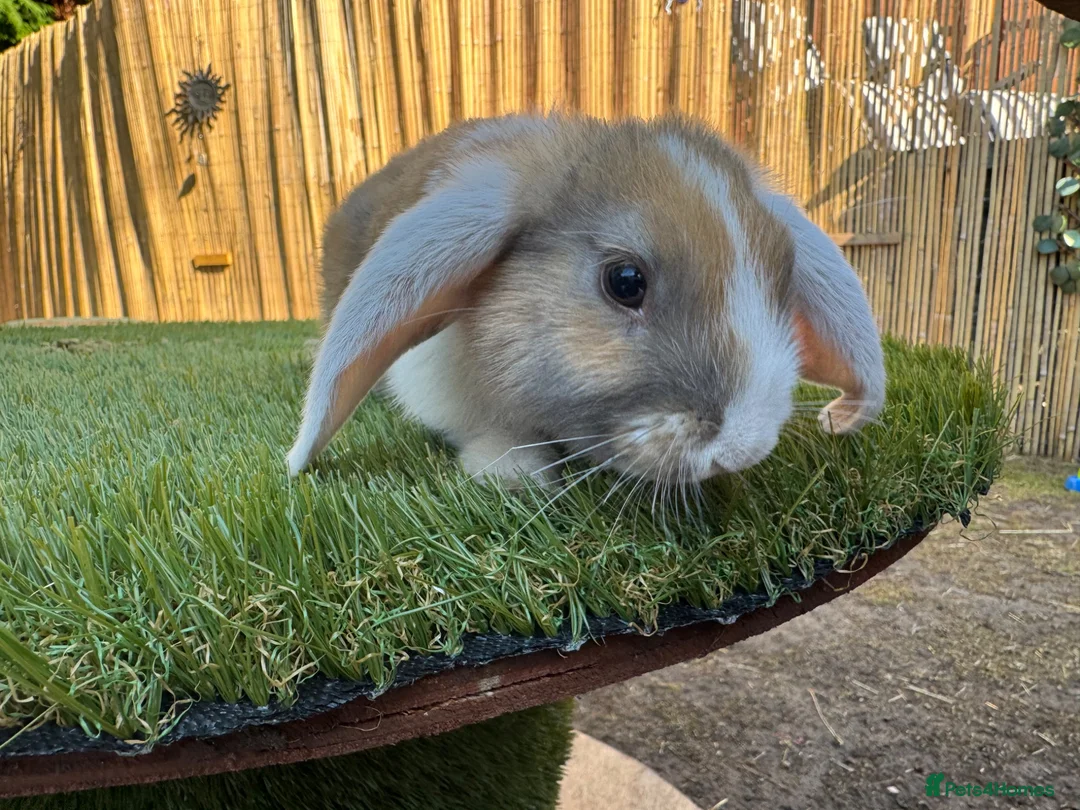Mixed Breed rabbits for sale: Rabbits for sale - Advert 2