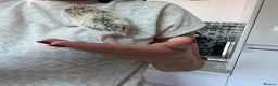 Pygmy Hedgehog rodents for sale: African Pygmy hedgehogs hoglets  - Advert 6