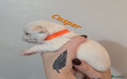 Mixed Breed dogs for sale: F1 Malchi puppys from health tested parents  - Image 4