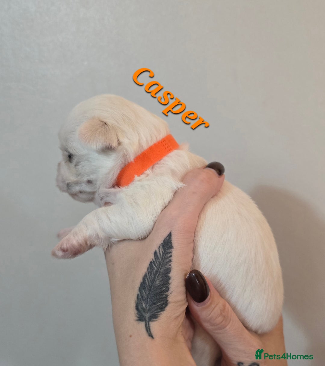 Mixed Breed dogs for sale: F1 Malchi puppys from health tested parents  - Image 4