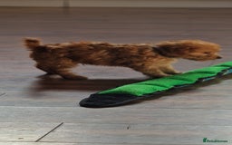 Cockapoo dogs for sale: Cockapoo - Image 12