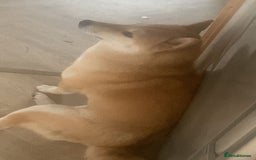Japanese Shiba Inu dogs for sale: Female Japanese shilba inu  - Image 3