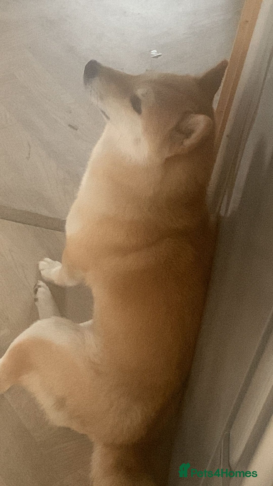 Japanese Shiba Inu dogs for sale: Female Japanese shilba inu  - Image 3