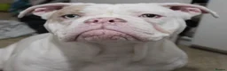 Olde English Bulldogge dogs for stud: Olde English bulldog stud  - Advert 6