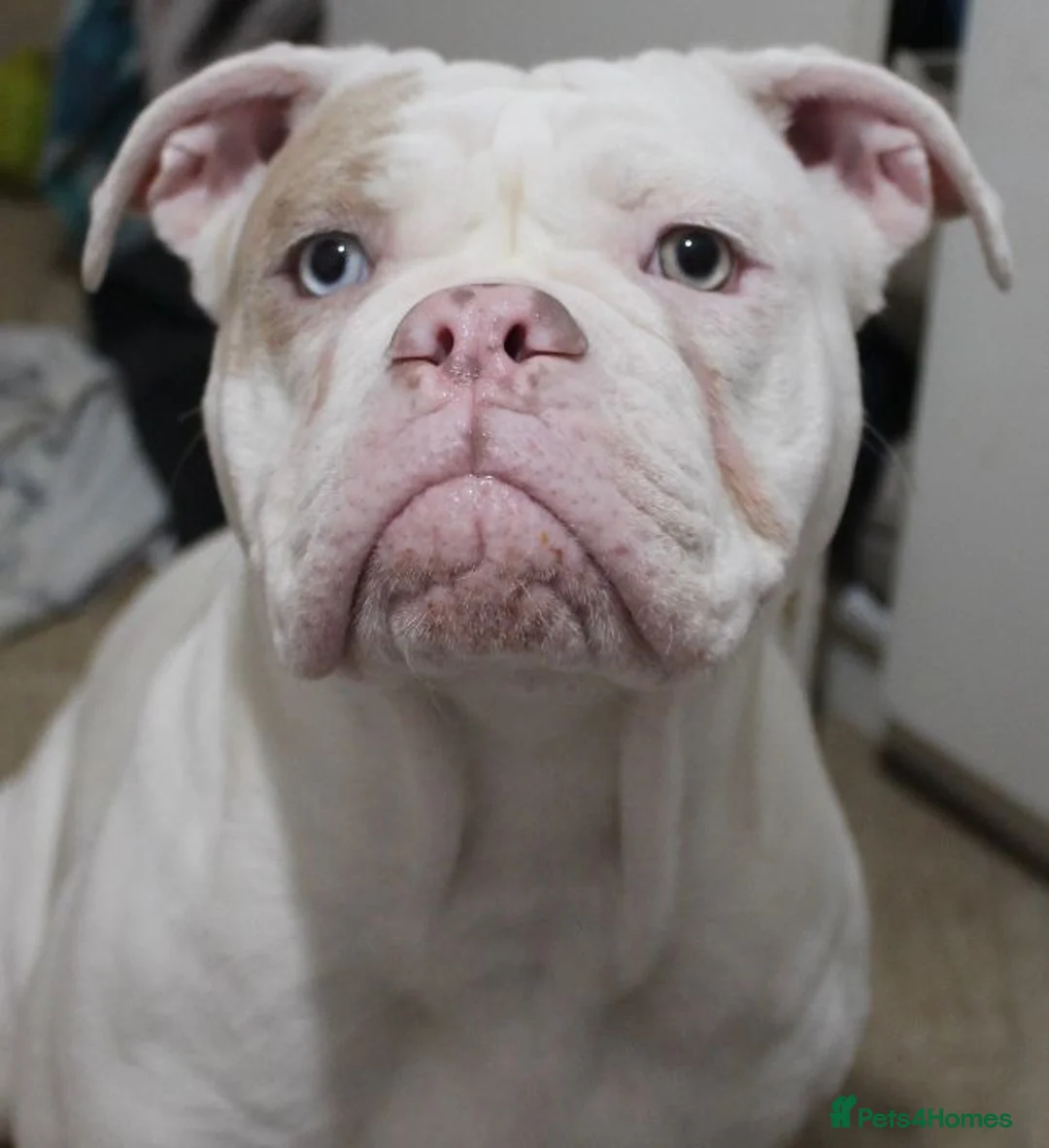 Olde English Bulldogge dogs for stud: Olde English bulldog stud  - Advert 6