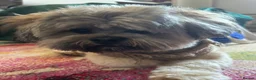 Lhasa Apso dogs for sale: Teddy the Lhasa apso - Advert 2