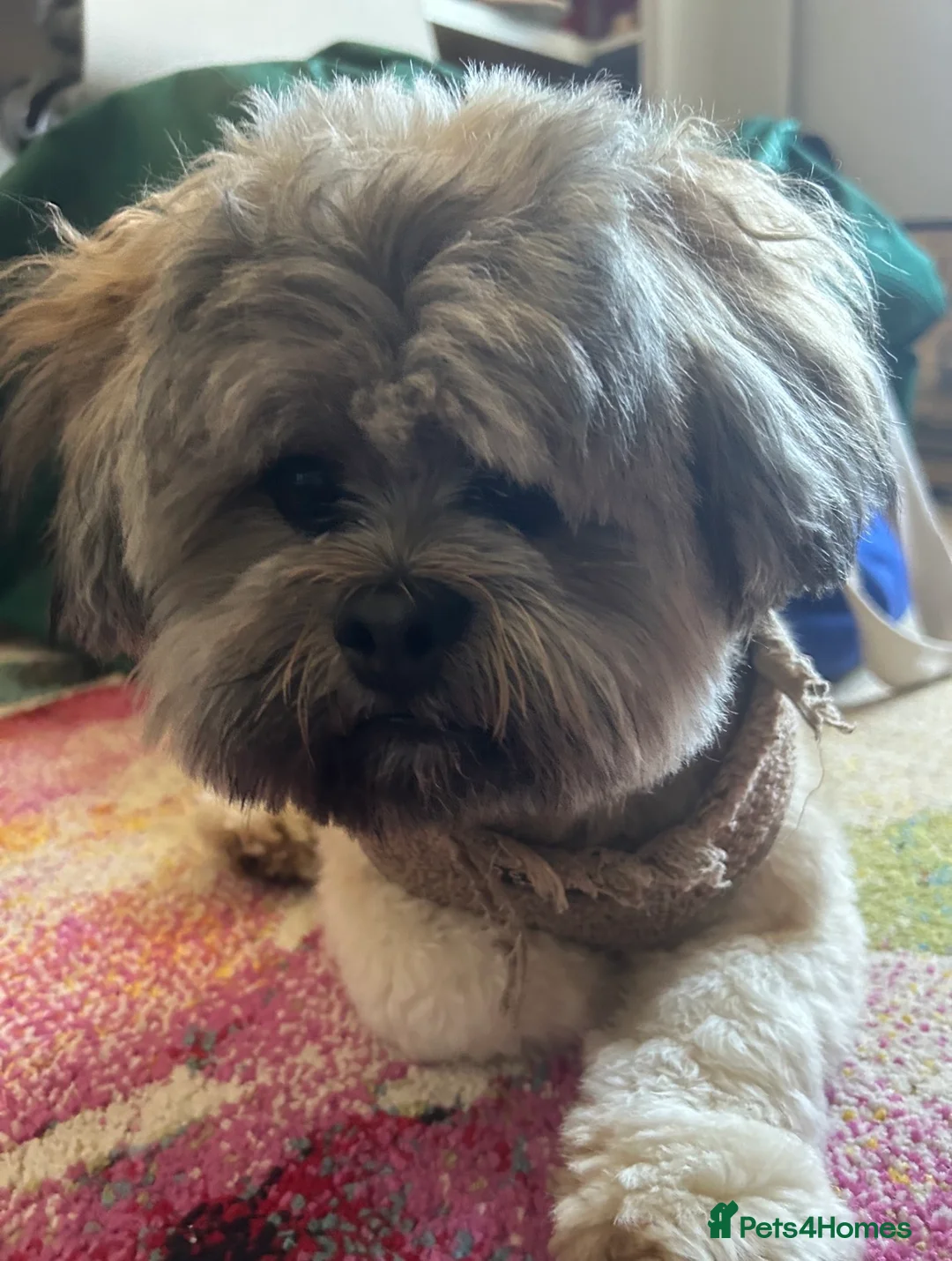 Lhasa Apso dogs for sale: Teddy the Lhasa apso - Advert 2