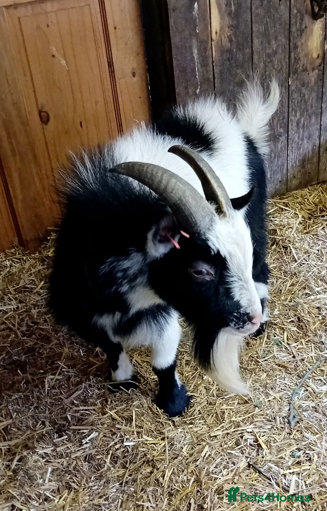 Goats livestock for sale: Boer goat x nannies and pygmy Billy  - Image 7