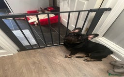 French Bulldog dogs for sale: Urgent rehome needed - Image 15