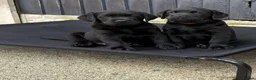 Labrador Retriever dogs for sale: Labrador puppies - Advert 4