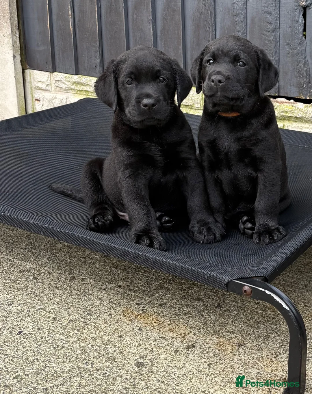Labrador Retriever dogs for sale: Labrador puppies - Advert 4